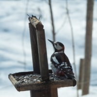 春の陽気が全開！ペンギンみたいな？アカゲラさんも日向ぼっこ！