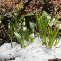 春を告げる花・スノードロップが雪の中から開花しました。