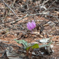 5月ですので例年通りカタクリの花も咲き始めましたが・・