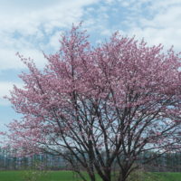 世間は自粛ムードですが・・村道沿いの一本桜は元気に満開！