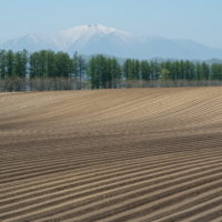 ５月下旬は新緑の季節・・畑の畝模様が風景のアクセントに！