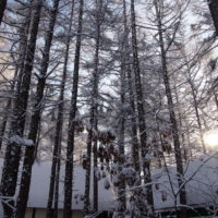 まわりの風景が・・”クリスマス”エゾリス君がサンタクロース？