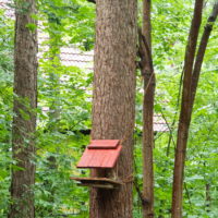 ”エゾリス君”と”エゾシマリスさん”がリス小屋で鉢合わせ！