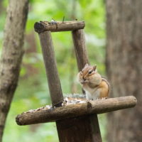 ほお袋がいっぱいなのに、さらに食べ続ける”エゾシマリスさん”