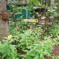 秋の花が咲き、キノコも出て・・カンタベリーの庭は秋の気配！