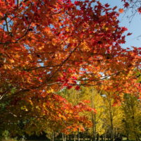 紅葉が十勝平野にも・・「美術村庭園」のモミジも見事です！