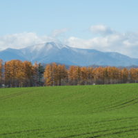 カラマツの紅葉真っ盛り・・中札内村１１月の農村風景