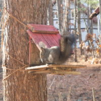 コロナ終息を願いながら・・11/25から12/10まで休館します！