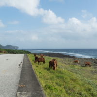 2020秋の京都＆沖縄離島めぐりvol.5～最西端の秘島・与那国島～