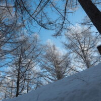 美しい朝の光景～カラマツのてっぺんが霧氷に～