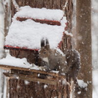 激しい雪の中やって来たエゾリス君は雪まみれ!