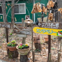 看板類を修理、花を植え、カタクリも咲き・・春らしく!