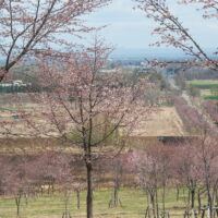 中札内の農村風景も春本番”桜六花公園”のサクラも開花。