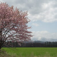 5月の中札内村・桜のある風景を散策してみました。