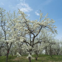 「すももの里公園」白いスモモの花が咲き始めました!