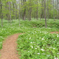 「六花の森」の”オオバナノエンレイソウ”はやっぱり見事!