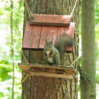 快晴で爽やかな季節・・元気にやって来たエゾリス君!