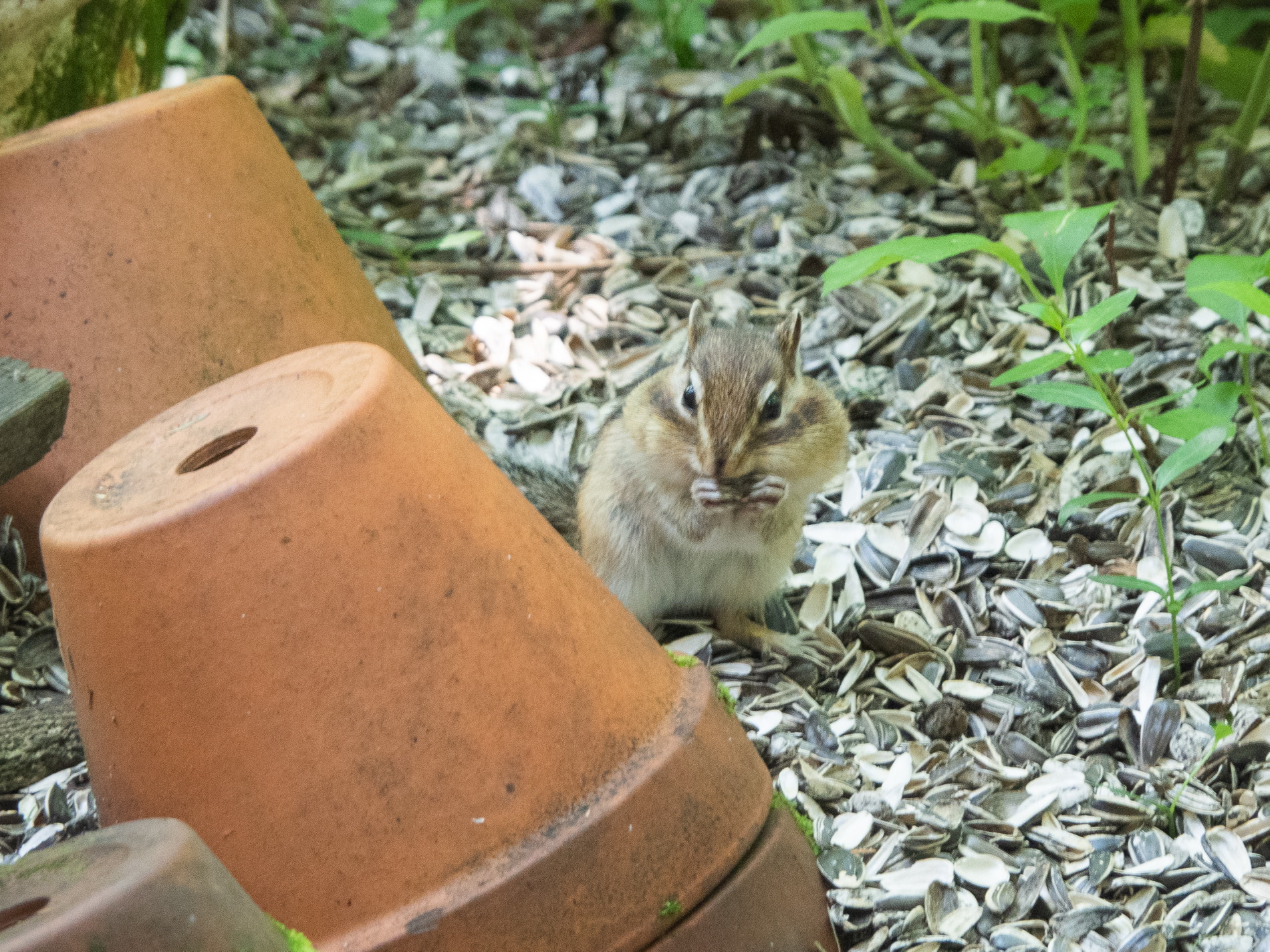 下からシマリス 上からエゾリス カンタベリーの庭は リス だらけ ブログ エゾリス君の宿 カンタベリー 北海道 中札内村