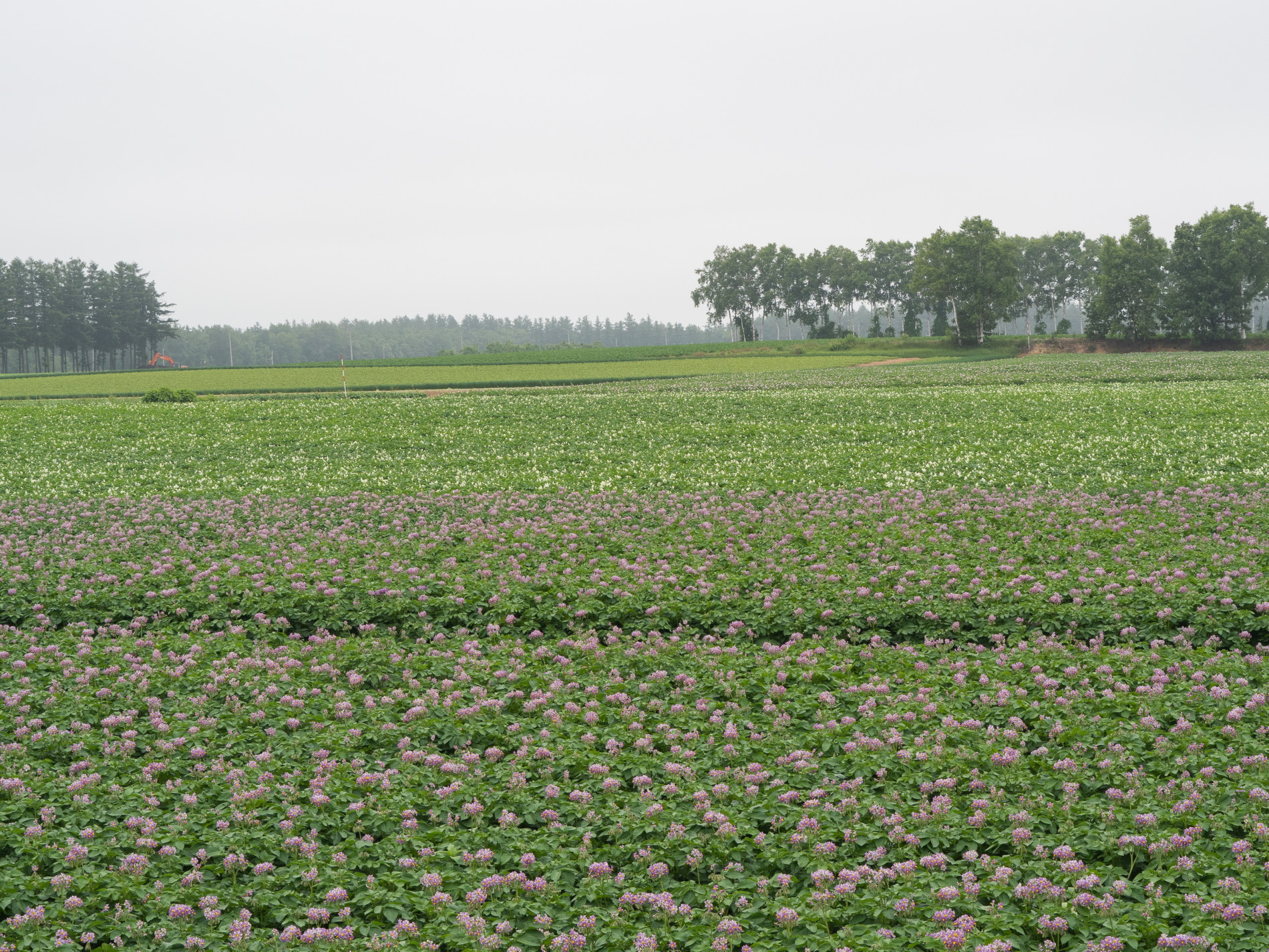 紫と白のグラデーション ジャガイモの花が満開です ブログ エゾリス君の宿 カンタベリー 北海道 中札内村
