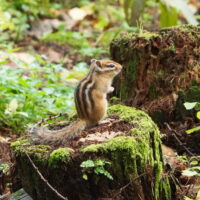 ヤマブドウ紅葉、シュウメイギク満開、シマリスさんは大忙し!