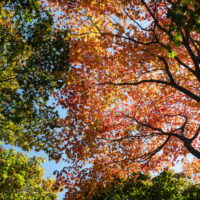 風情があります!「中札内美術村」の紅葉が見頃になってきました!