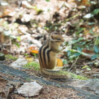 秋深まりカラマツも紅葉を始め、でもシマリスさん冬眠しません!