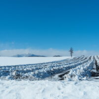 2月厳冬期の中札内村、雪が掘り起こされた畑と十勝幌尻岳