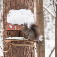 約3週間振りの積雪・・たまに降る雪は良いですね!