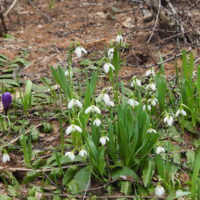 今年も春を告げる花”スノードロップ”が咲き始めました!