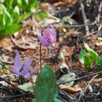 いよいよ春?カタクリなど春の花が咲き始めました!