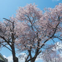 村内の桜がこんなに早く咲くのは・・初めてかな?