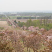 少し出遅れてしまったが「桜六花公園」の桜は綺麗ですね!