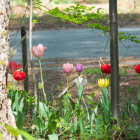 季節を感じられる庭・エゾリス君のガーデンは春の花が満開!