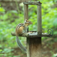 夏の繫忙期は「エゾリス君3匹」「シマリスさん2匹」体制で営業中!