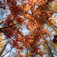 カラマツの紅葉がヤマモミジと同時に見頃・・絶景です。