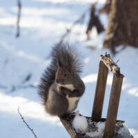 今朝はマイナス10℃越え、霧氷の木々とエゾリス君!