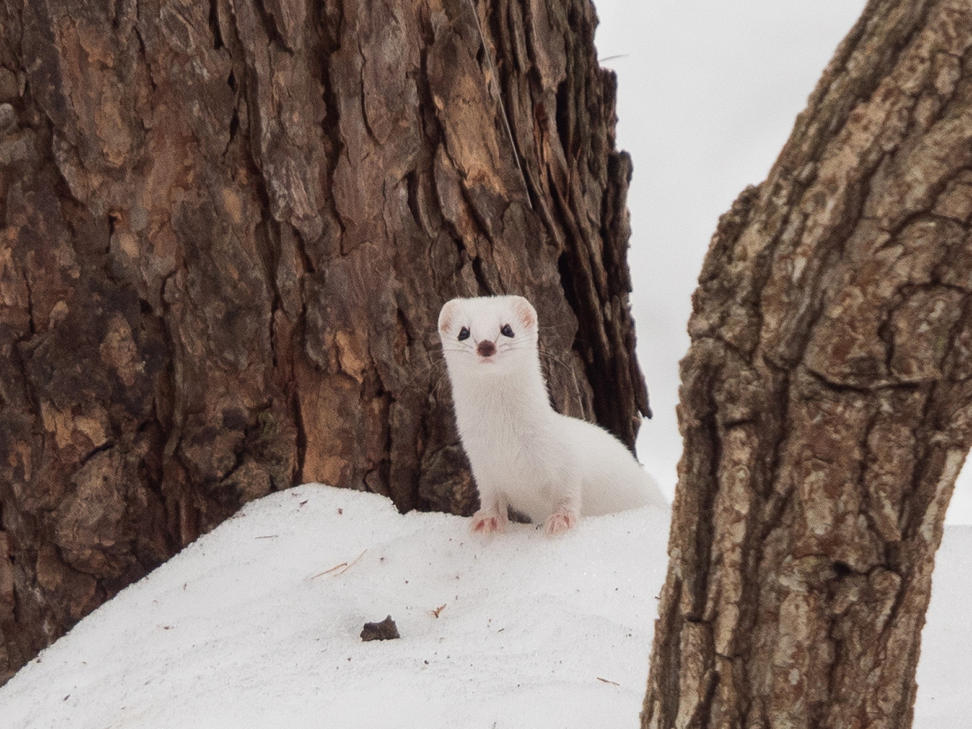 森の妖精”エゾオコジョ”さんが新しい仲間に加わりました!（ブログ