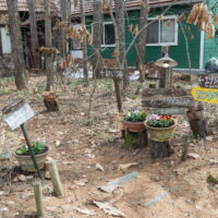 エゾリス君の散歩道の入口に春らしい花を植えてみました!