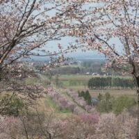 今までで最も早い?中札内村の桜が満開になっています!