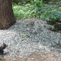 珍しくエゾリス君とエゾシマリスさんが仲良くお食事中!