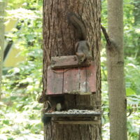 夏の繁忙期につき、エゾリス君5匹シマリスさん3匹体制で・・