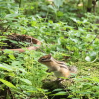 エゾリス君や野鳥さんにも負けず・・エゾシマリスさん大活躍!