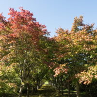 今年は少し遅い?六花亭アートビレッジの紅葉が色づき始めました。