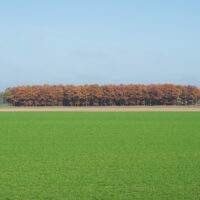 10月も最終日、十勝の原風景?カシワの紅葉も趣きがありますね!