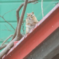 春の陽気につられて、シマリスさんが冬眠から覚めました!