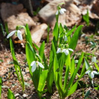 スノードロップ、クロッカスなど春の訪れを告げる花が咲き始めました!