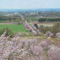 “桜六花公園”と”村道沿いの一本桜”中札内村の桜がほぼ満開です!