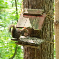 夏のカンタベリーはエゾリス君とシマリスさんが仲良く共存!