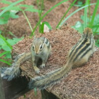 いよいよ夏の暑さも本番！軒先で戯れるシマリスさんが２匹！