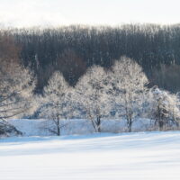 霧氷がきれいな季節、今年は「霧氷3兄弟」を発見しました。